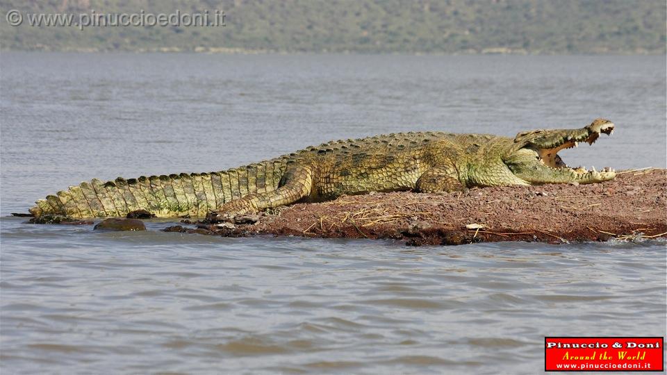 Ethiopia - Lago Chamo - Coccodrilli - 13.jpg